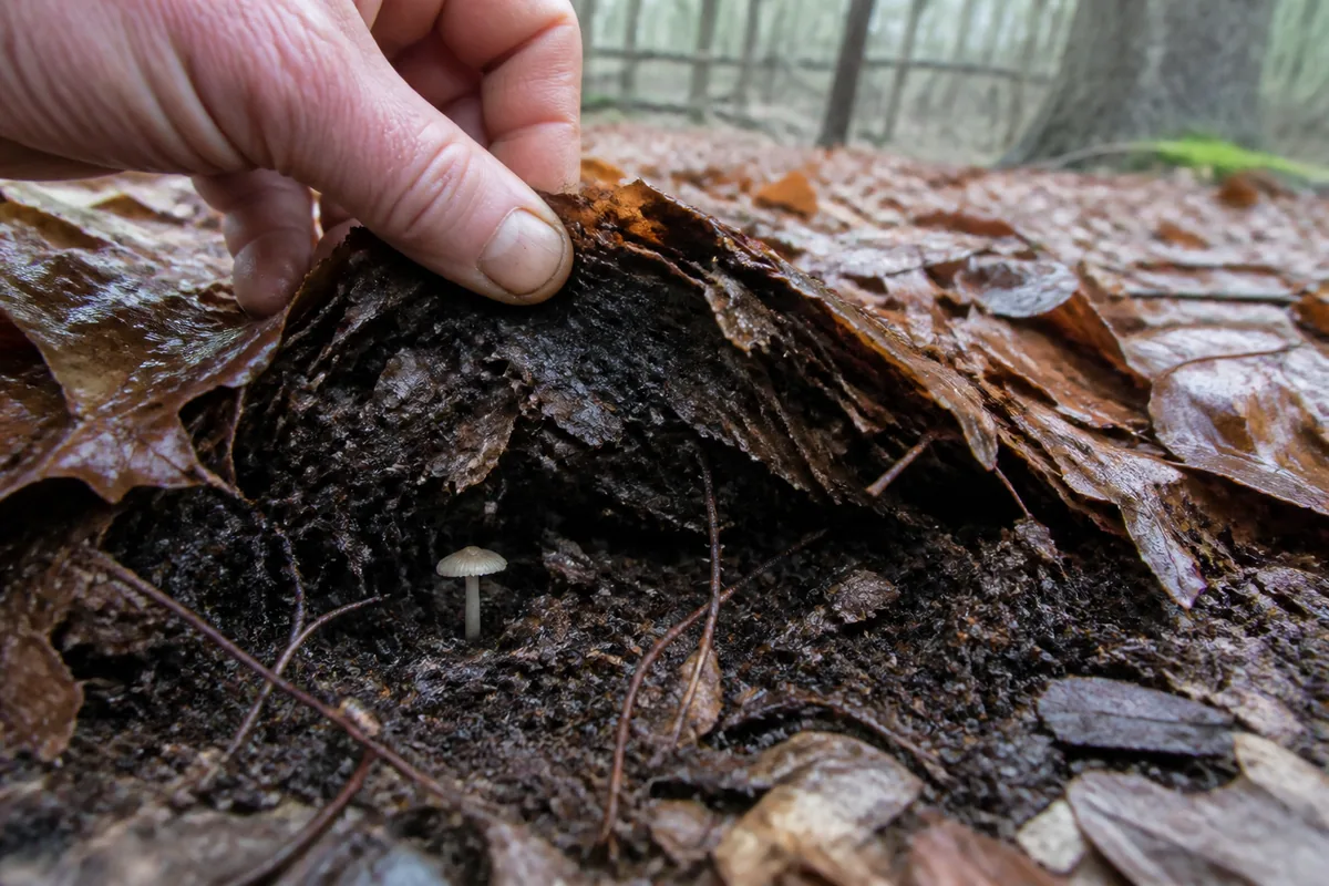 Damp lower leaf litter and soil beneath a recently wetted surface layer
