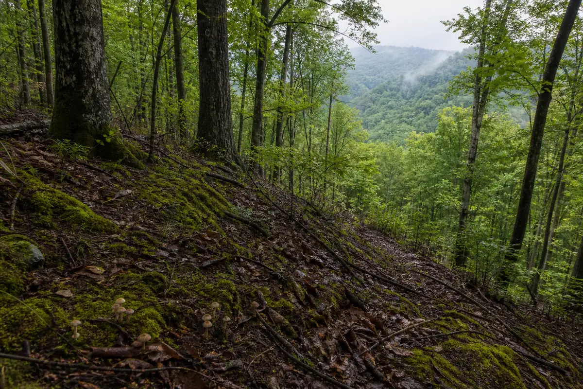 A Southern Appalachian hardwood cove rising above a humid lowland valley