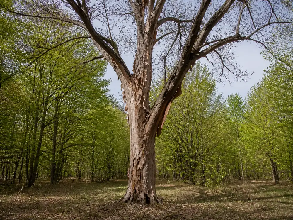 A dying elm with loose bark and a thinned canopy standing in spring woodland