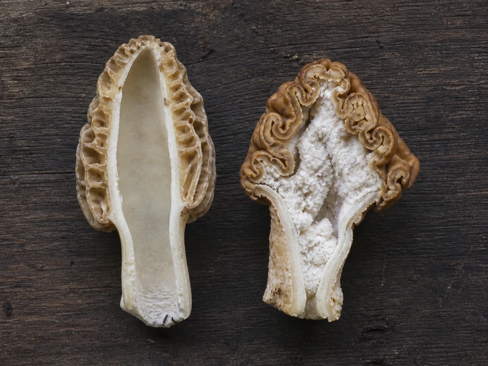 A morel and a false morel each cut lengthwise, one showing a single hollow chamber and the other stuffed with cottony tissue