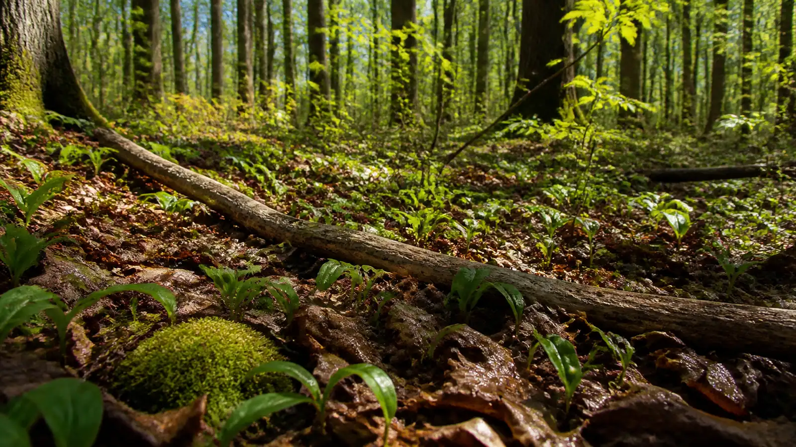 Morels, and What Else Fruits in Spring