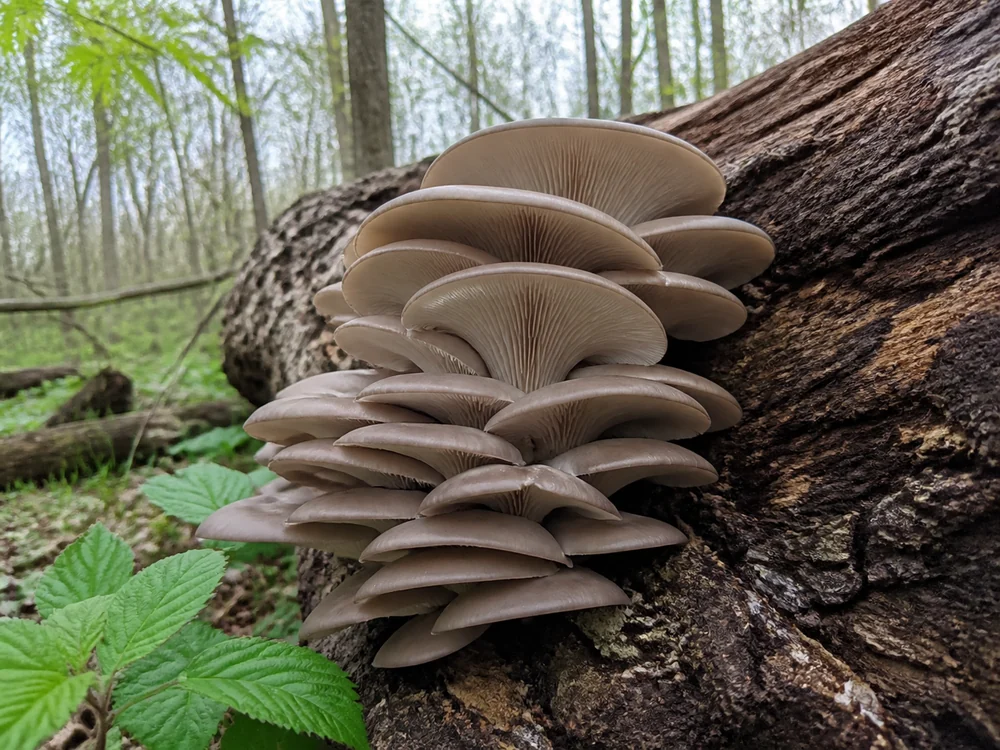 Overlapping pale oyster mushrooms fruiting from a fallen hardwood trunk in spring