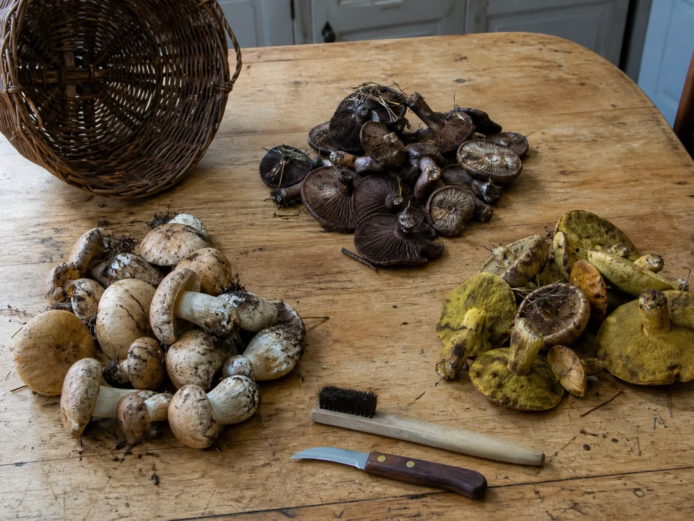 A wicker foraging basket tipped onto a scrubbed wooden kitchen table with wild mushrooms of several species sorted into three separate piles, a brush and a paring knife beside them