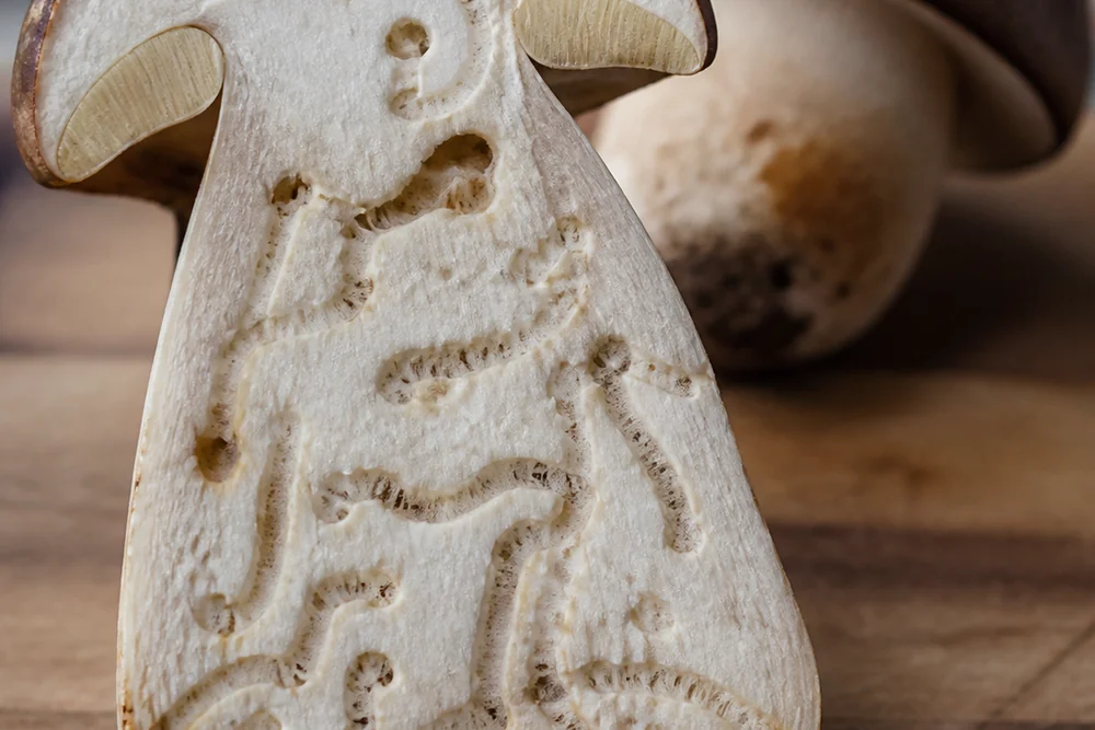 A wild bolete halved lengthwise on a board showing fine winding larval tunnels running through the pale stem flesh with a whole mushroom behind