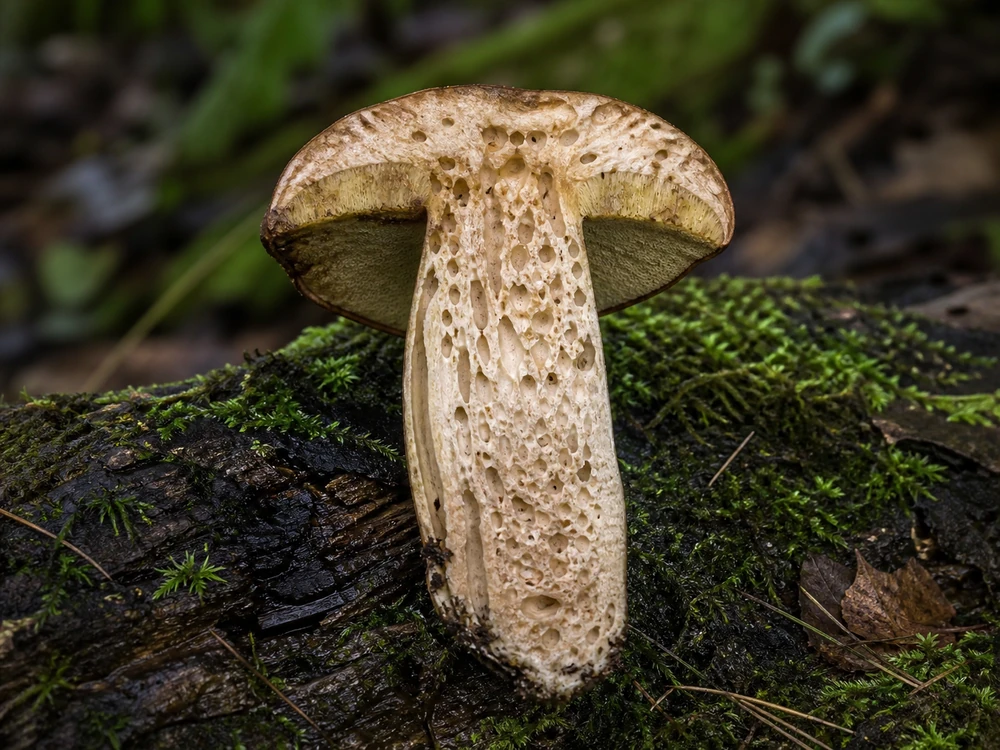 A bolete cut lengthwise on a mossy log showing insect tunnels through the pale stem