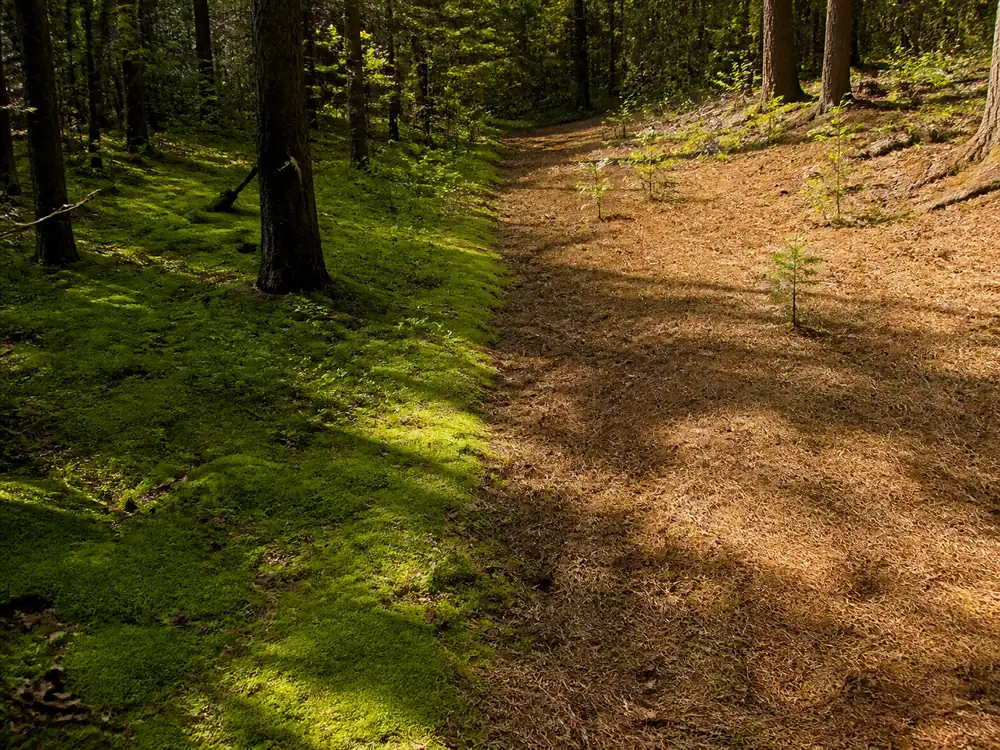 Soft green moss on a shaded north-facing woodland slope beside dry brown moss on open ground