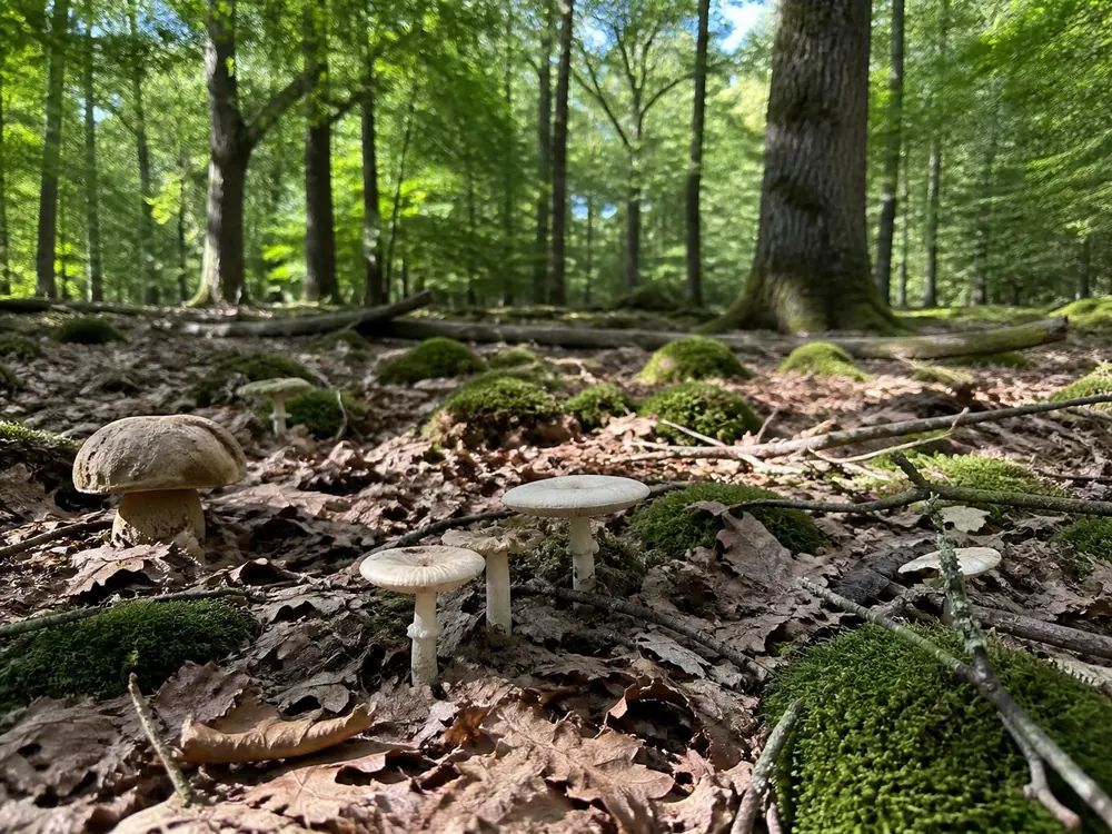 A summer oak woodland floor with mixed mushrooms visible among leaf litter and moss