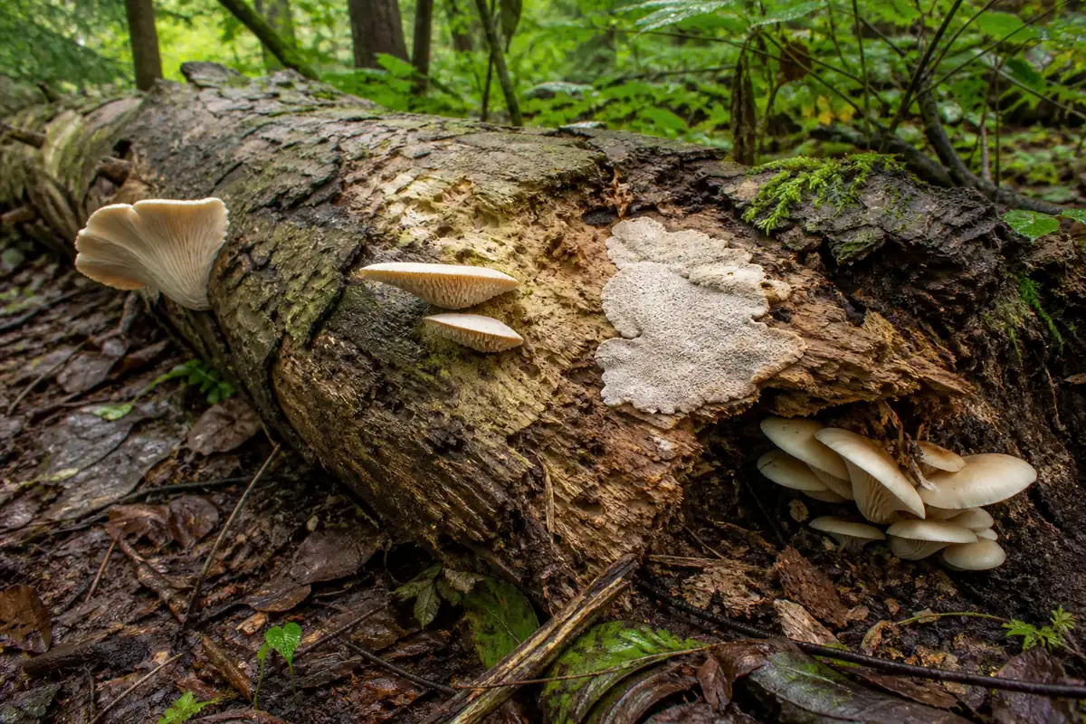 Sycamore log at several decay stages carrying a pale fan, thin bracket, crust, and buried-wood cluster