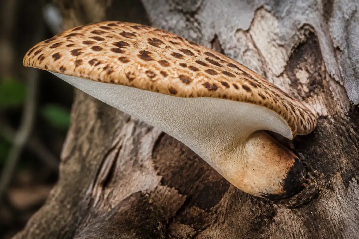 Dryad's saddle on sycamore with scaly cap, white pores, dark stem base, and direct trunk attachment