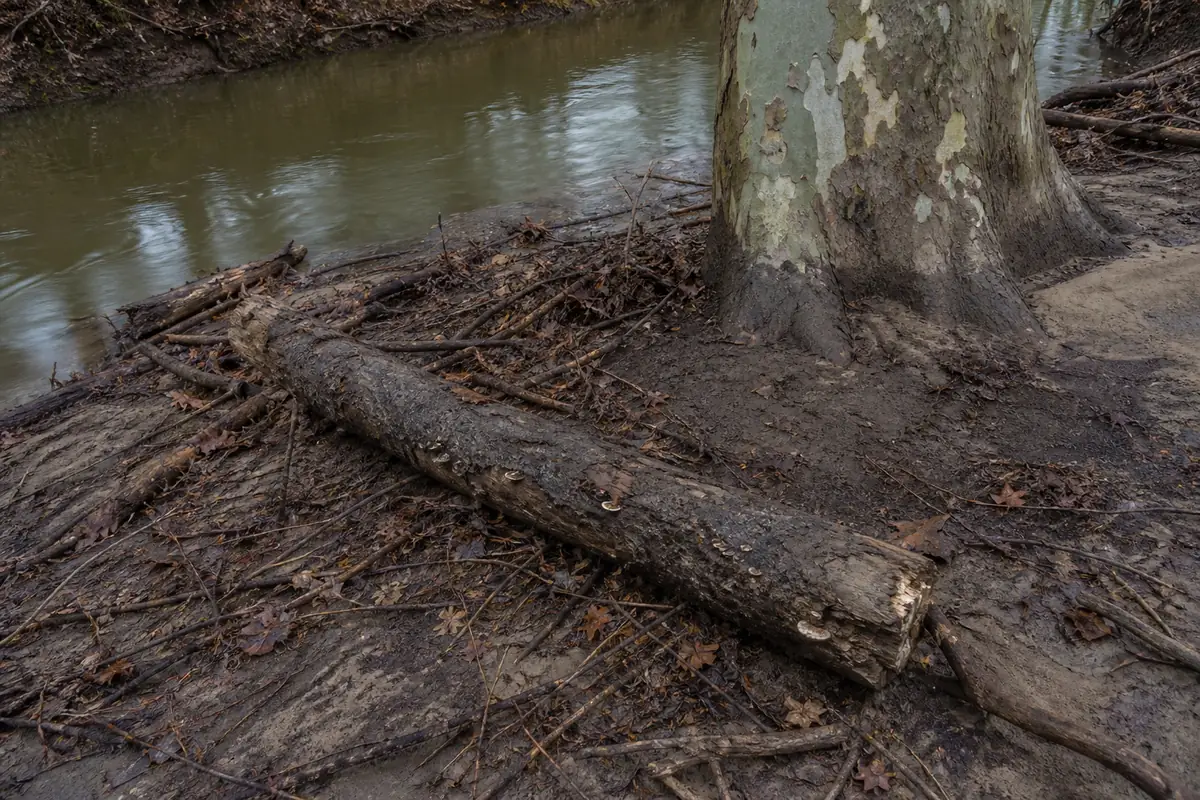 Silted fungus-bearing log aligned with flood debris beneath a living sycamore, with retained bark and broken ends visible
