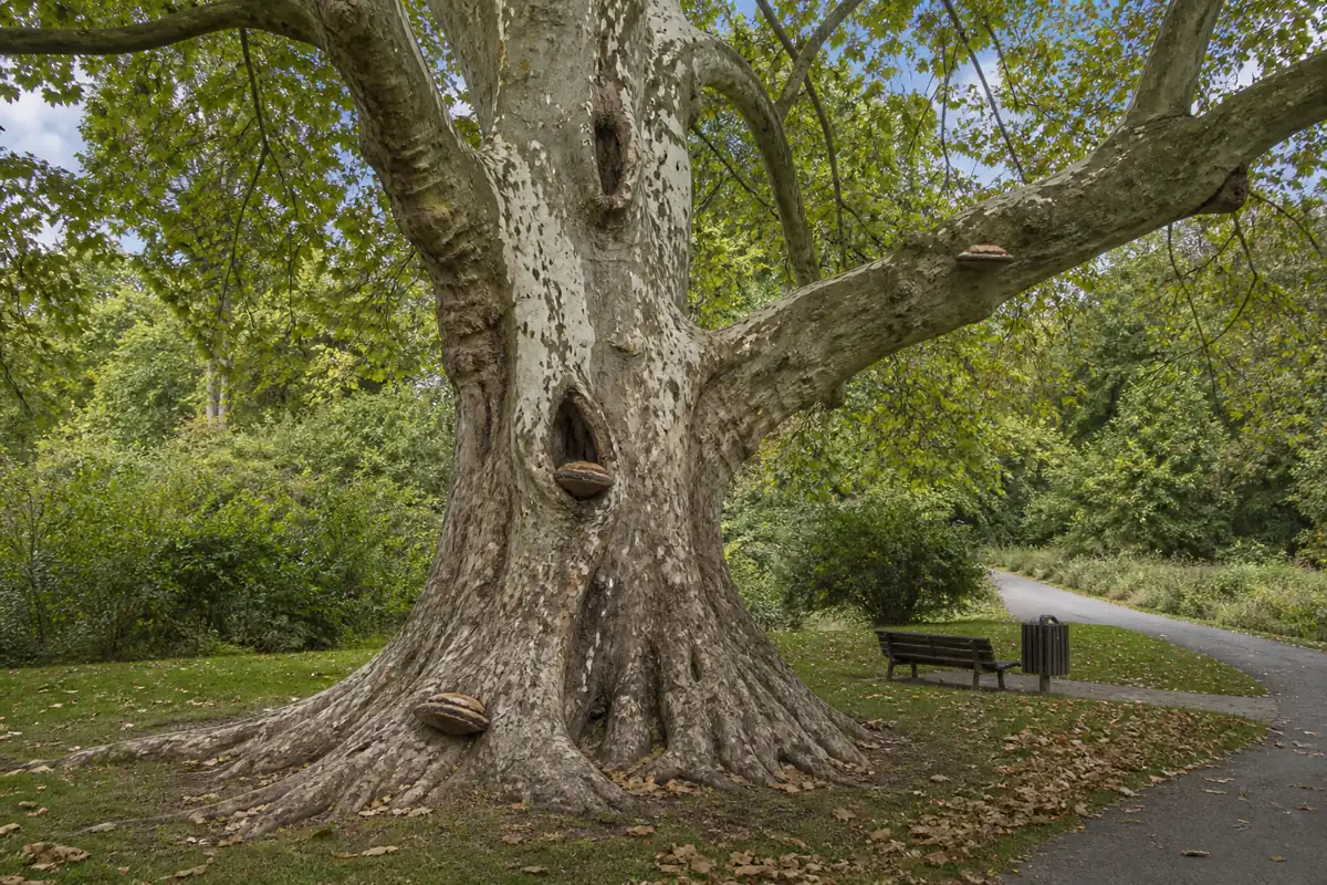 Large sycamore beside a path with separate fruiting positions at base, trunk cavity, and major limb