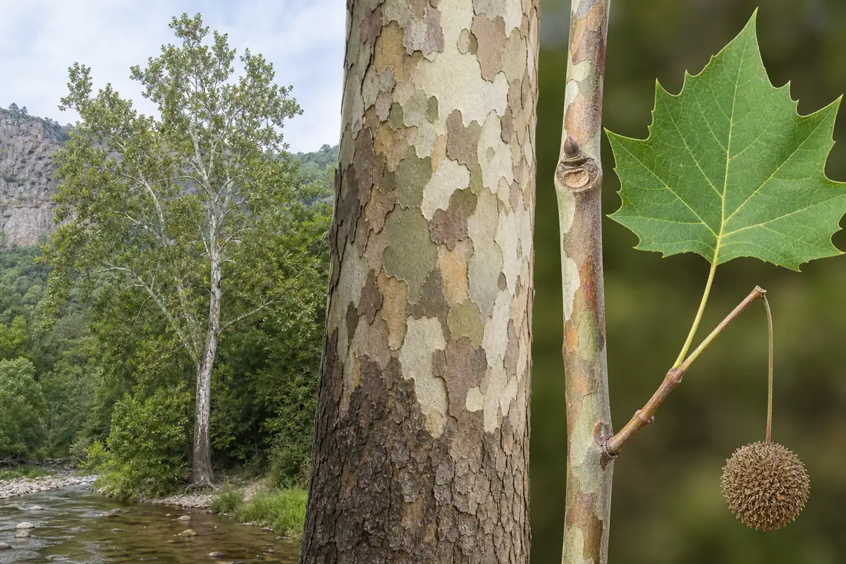 Creek-bottom sycamore shown from pale distant crown to mottled bark, twig bud, broad leaf, and hanging seed ball