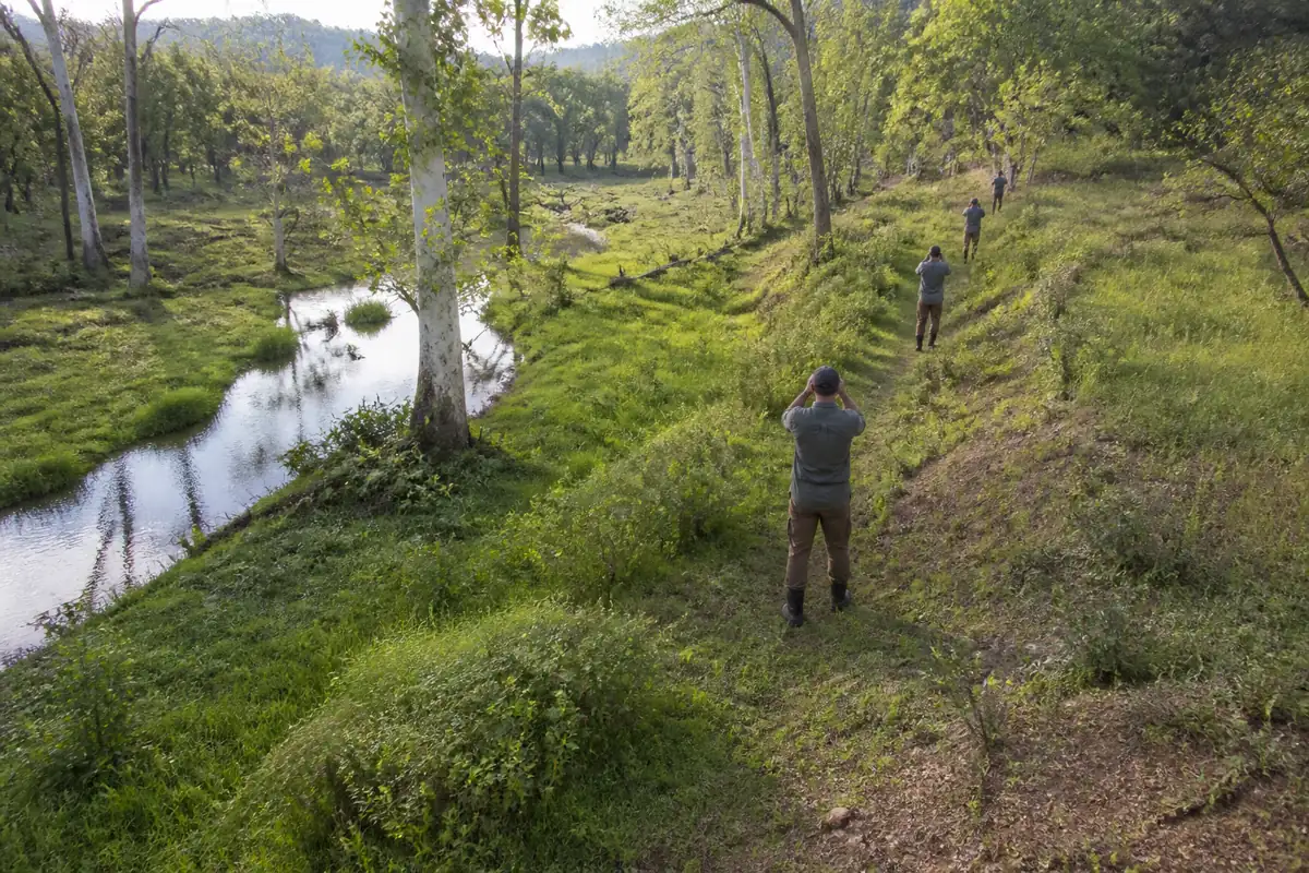 Forager following one contour above a creek with marked sycamores and repeated photo points through spring