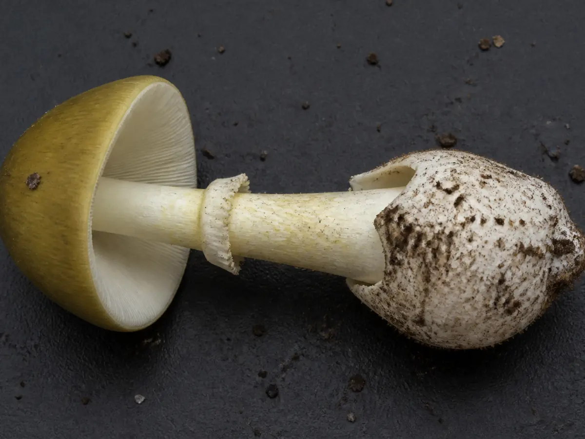 Death cap with its saclike base, ring, pale gills, and olive cap shown together