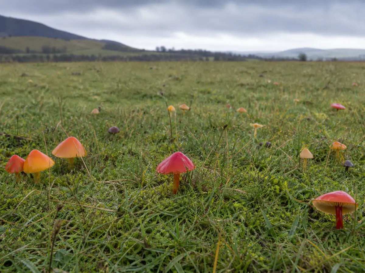 Colorful waxcaps scattered through short old grassland after rain