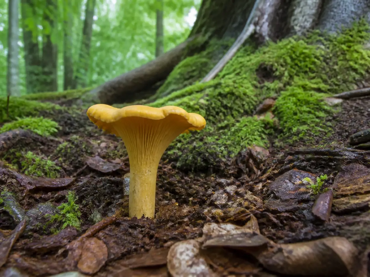 Complete chanterelle candidate in mossy beech and oak woodland with its underside and stem visible