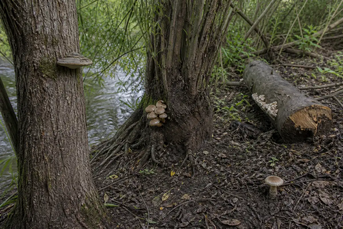 Willow trunk shelf, basal cluster, flooded fallen log, and separate soil mushroom shown with their attachments visible