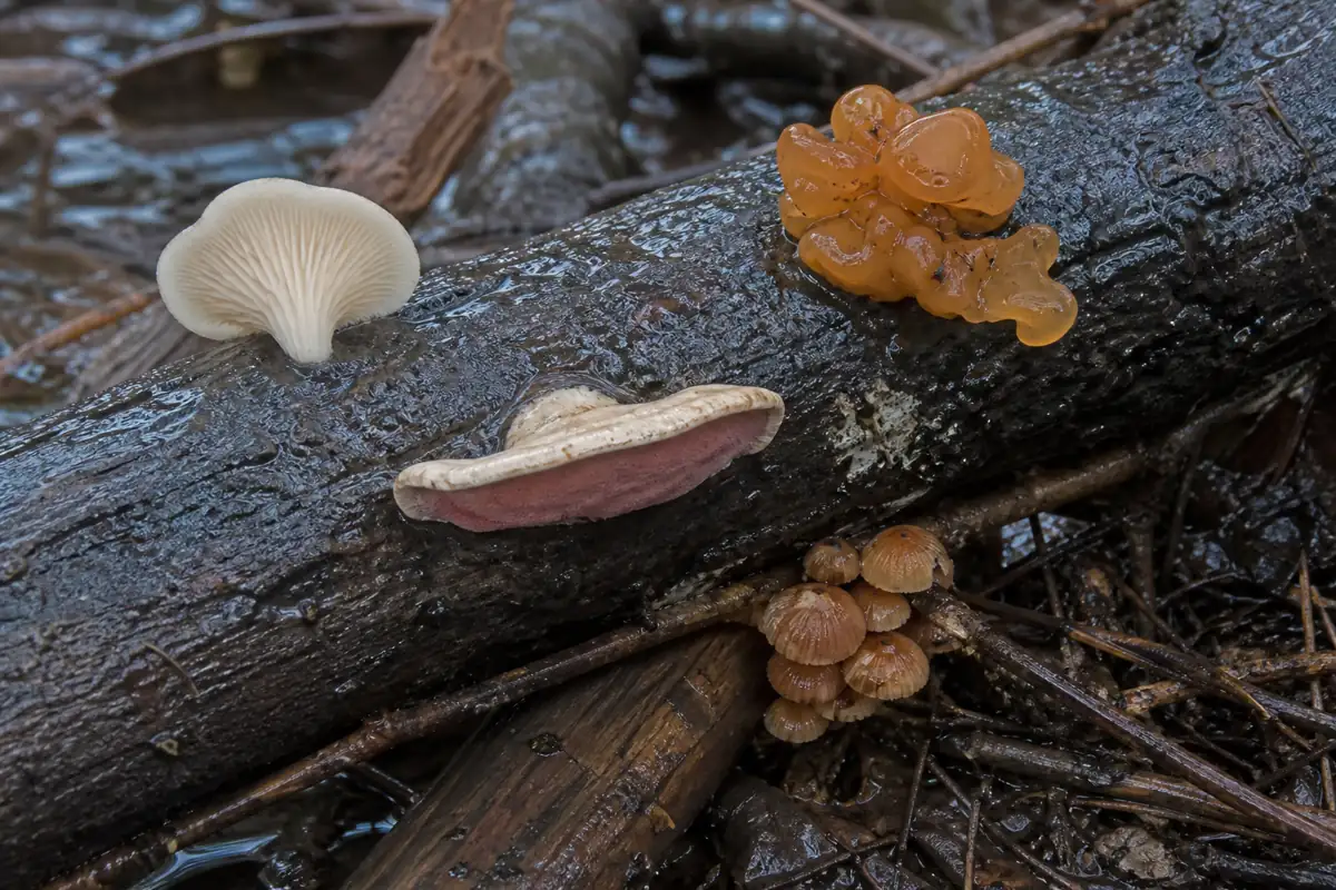 Fresh willow log with a pale gilled fan, a pore bracket bruising pink, amber jelly, and small caps on buried twig debris
