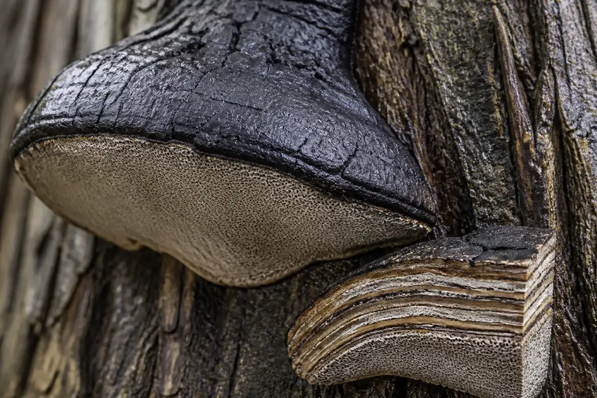 Mature hoof-shaped willow bracket with cracked cap, fine pores, woody attachment, and stacked tube layers in section
