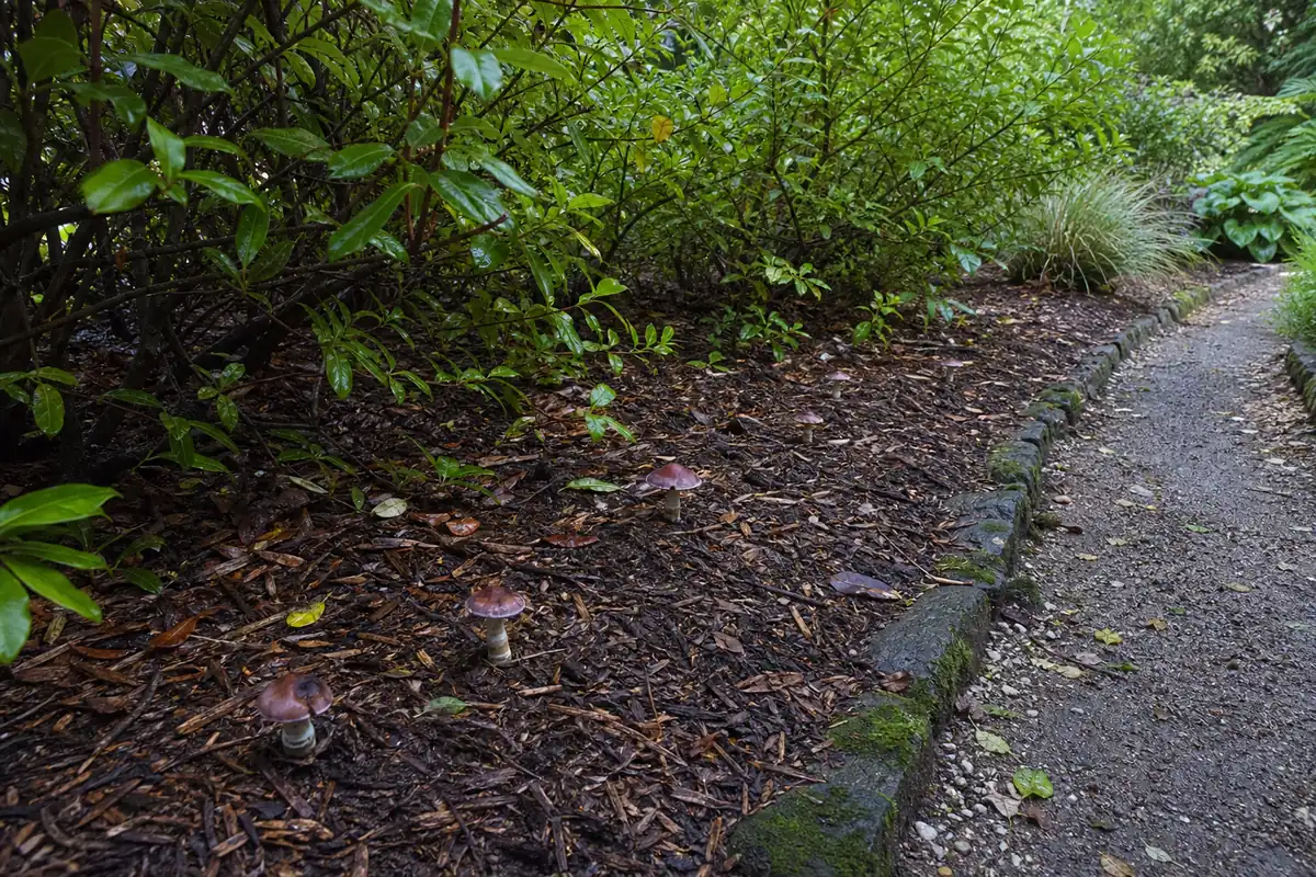 Wine caps fruiting from hardwood mulch beneath berry shrubs beside a permanent garden path