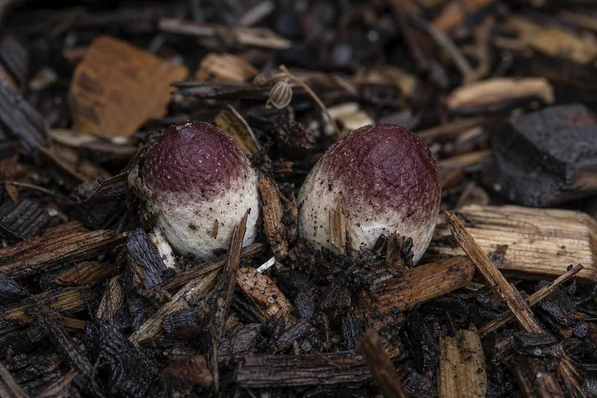 Small wine cap buttons lifting damp hardwood chips in a mature garden bed