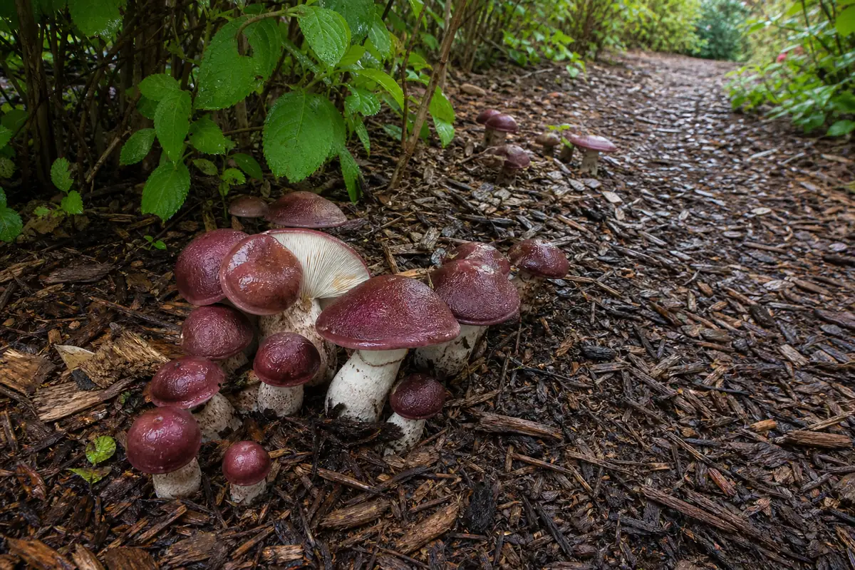 A fresh cluster of burgundy wine caps fruiting through hardwood mulch along a shaded berry bed