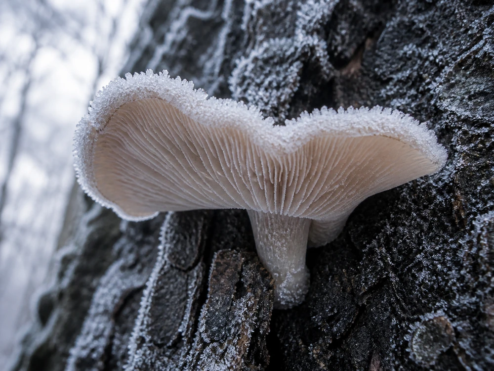 A frozen pale mushroom held against a dark log showing frost crystals along its edge