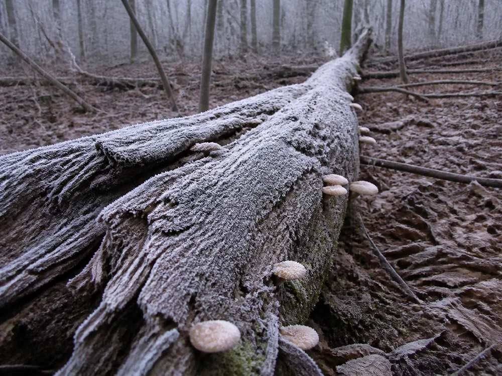 A frosted fallen hardwood trunk in winter woodland with pale mushrooms fruiting along its underside