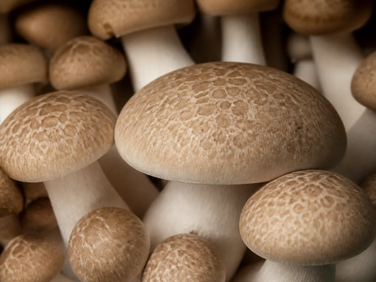 Close view of firm marbled brown beech mushroom caps and pale stems