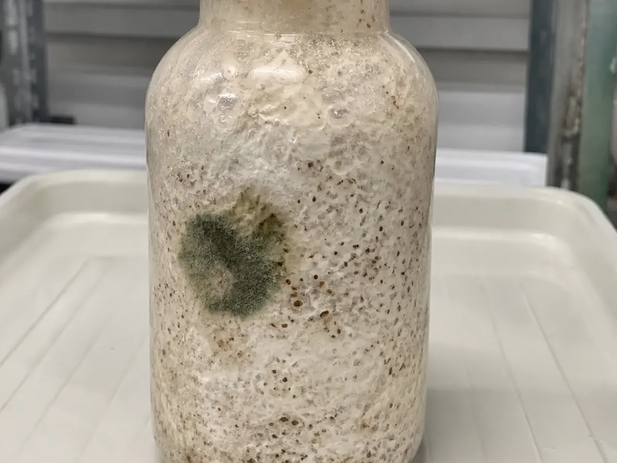 Closed beech mushroom bottle isolated with a localized green colony