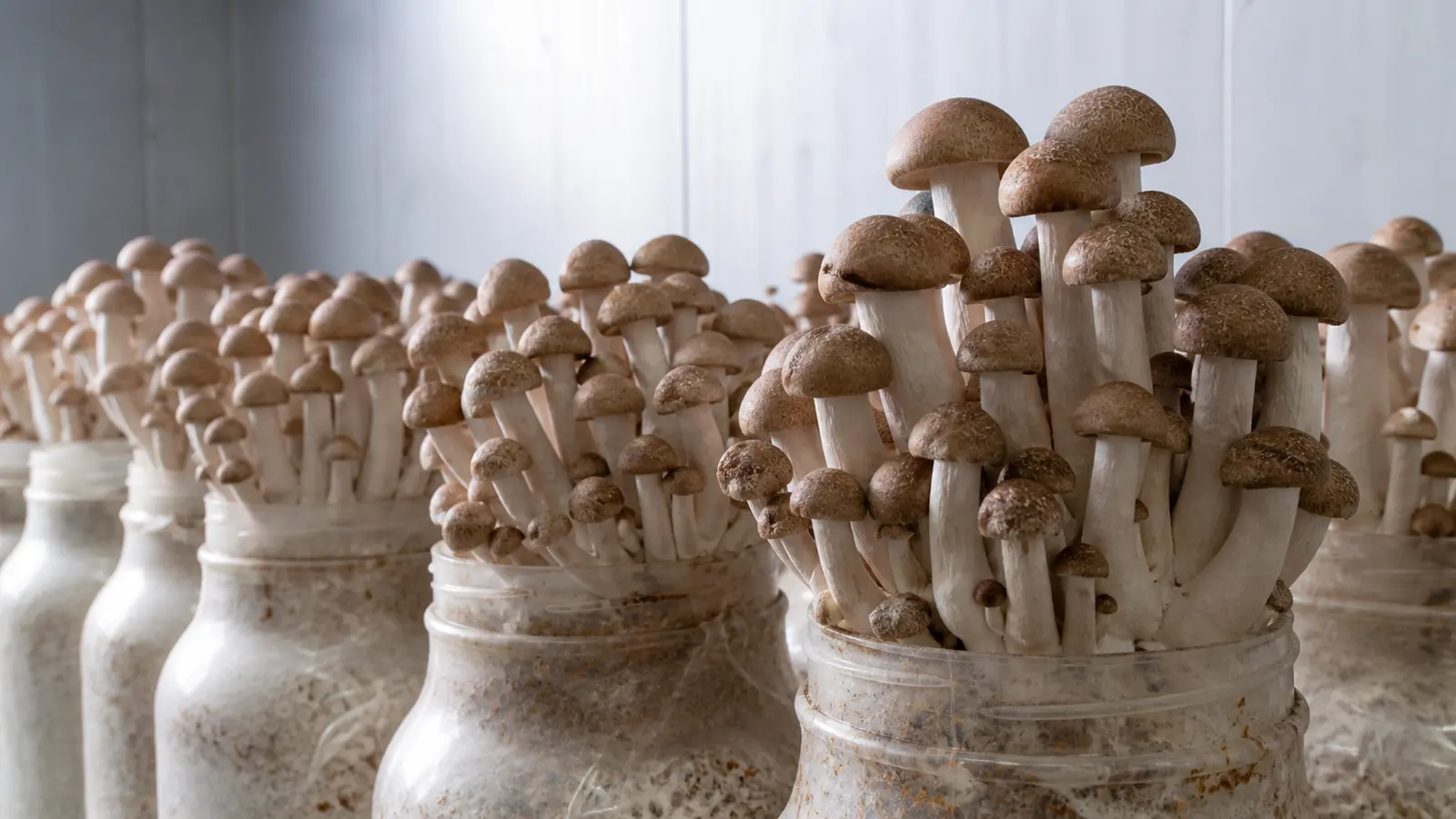 How to Grow Beech Mushrooms Through the Long Postripening Stage