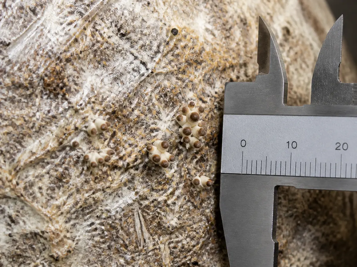 Early brown beech mushroom primordia beside a metric caliper