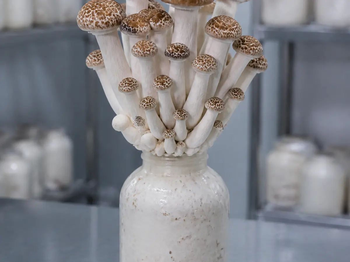 Whole brown beech mushroom cluster attached to a cultivation bottle