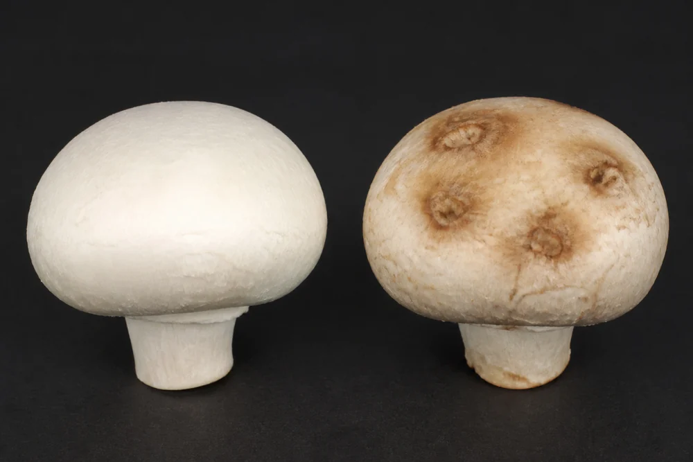 Two cultivated mushrooms side by side on a clean dark surface, the left one clean and white, the right one showing sunken brown surface blotches