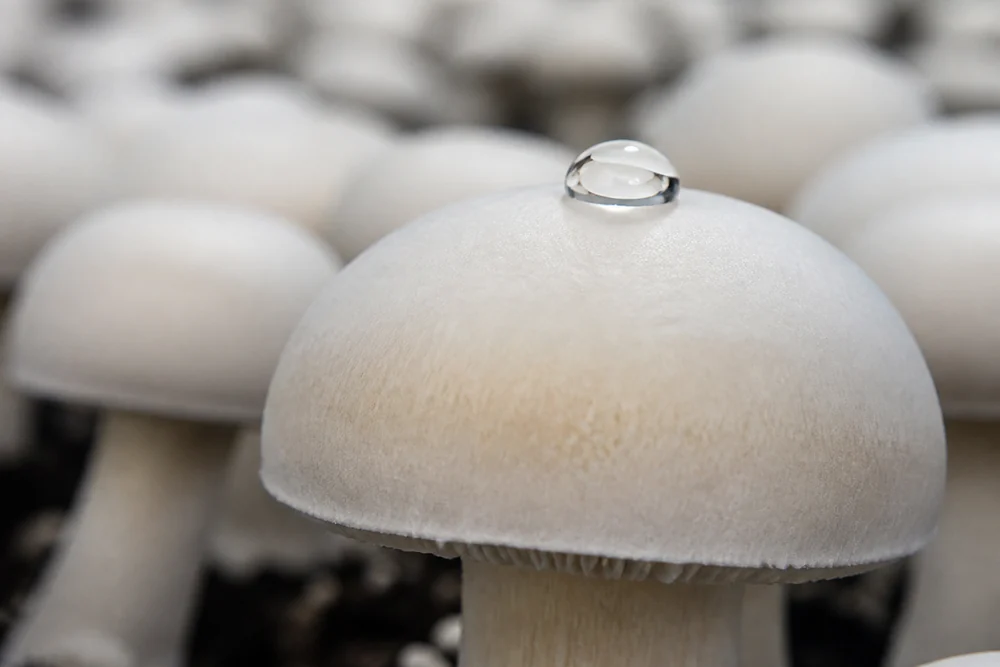 A single clear water droplet resting on the smooth white cap of a cultivated mushroom, catching the light, with other caps blurred behind
