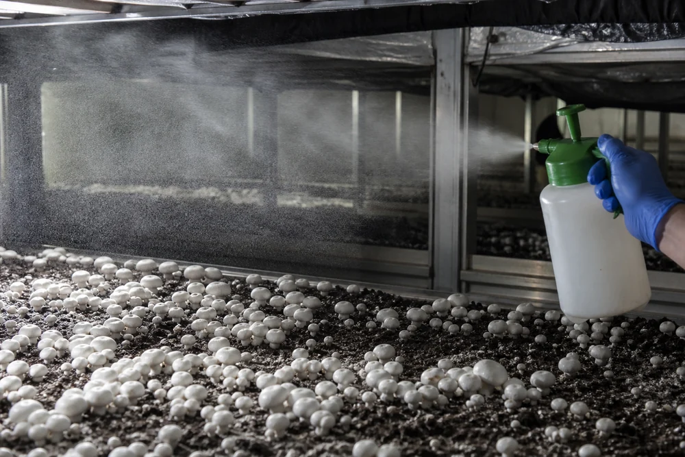 A fine mist sprayed from a hand sprayer across a mushroom fruiting bed in a grow room, the mist visible as a cloud in the light