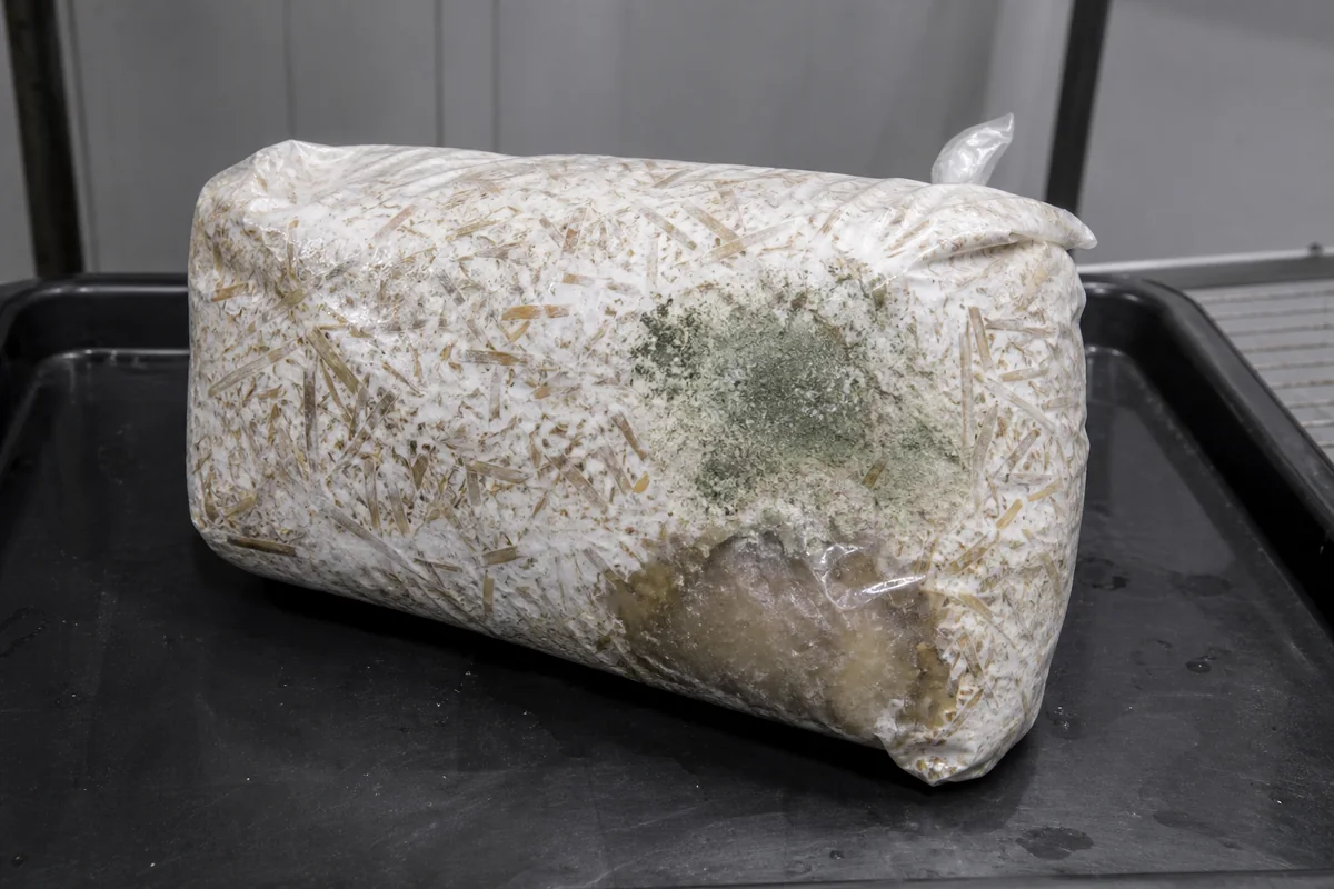 Sealed blue oyster straw bag with a green mold colony and a separate wet bacterial patch