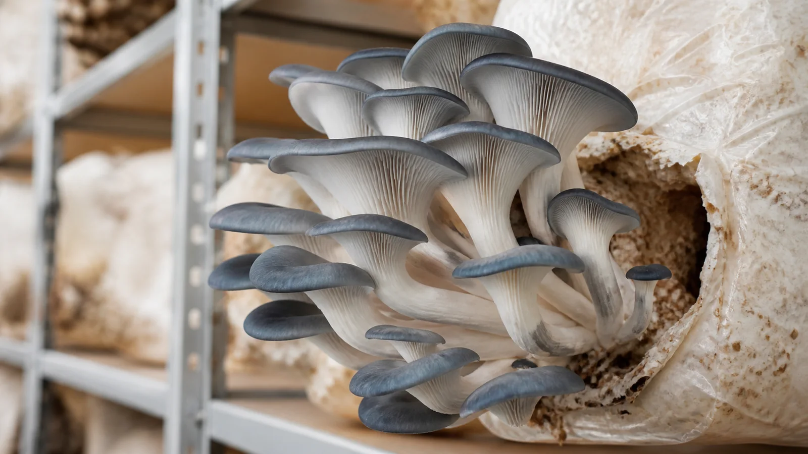 How to Grow Blue Oyster Mushrooms by Reading Each Stage