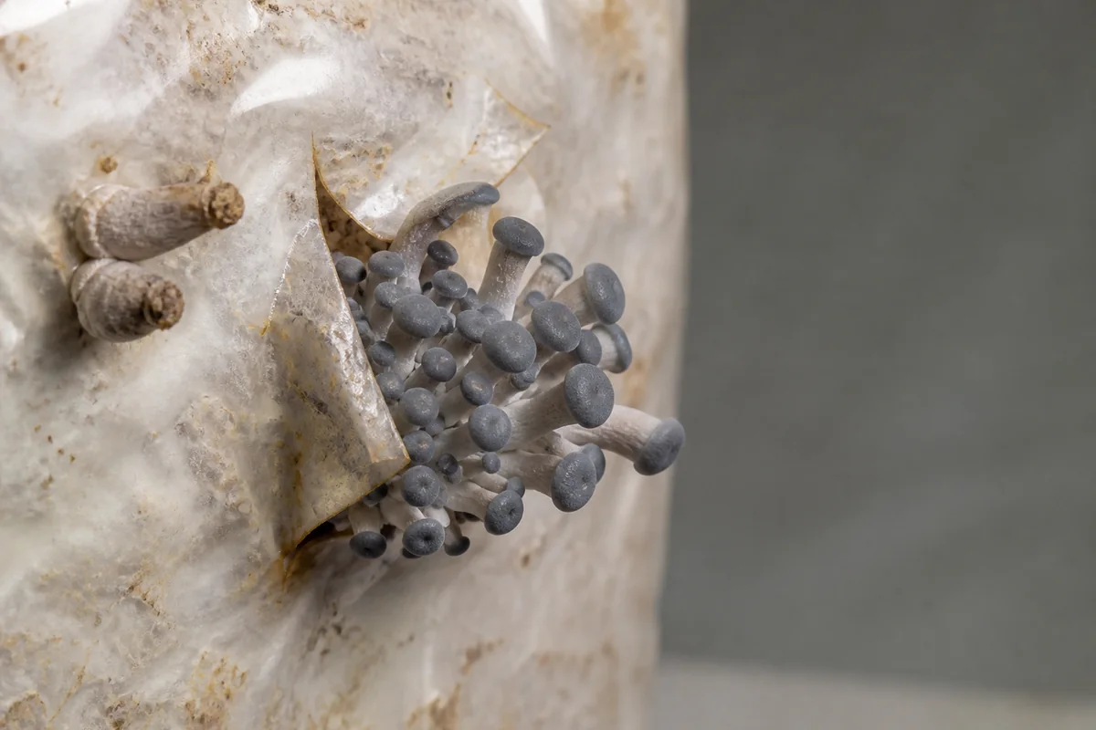 Healthy blue-gray oyster pins beside a few dry stalled pins