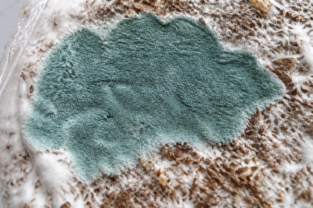 A patch of blue-green mold spreading across the surface of a brown mushroom substrate block with the surrounding white mycelium retreating from it