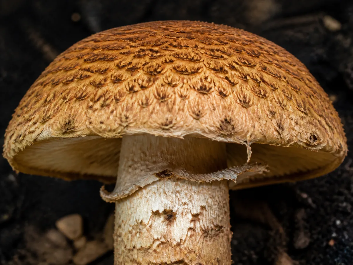 Dark scales across a cultivated Pholiota adiposa cap and upper stem