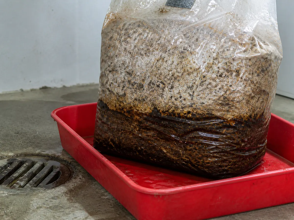 Sealed Pholiota adiposa bag with a waterlogged collapsed base in a quarantine tray