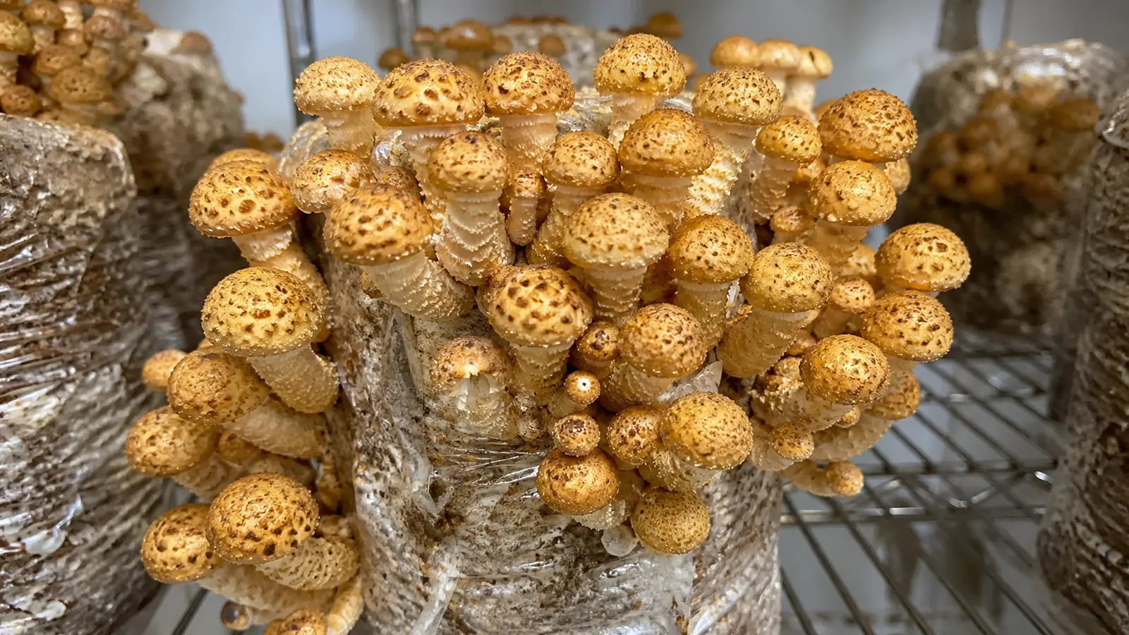 How to Grow Chestnut Mushrooms as Pholiota adiposa