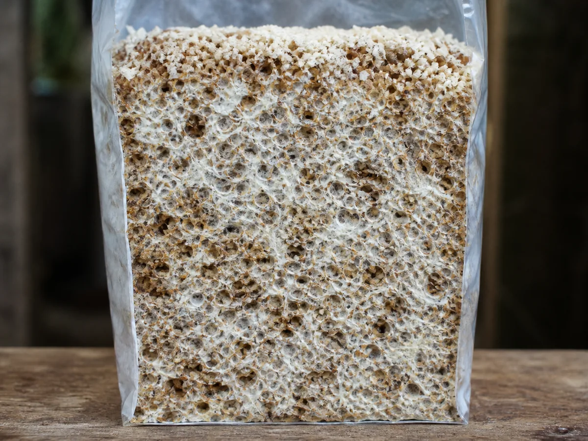 White Pholiota adiposa mycelium binding woody substrate particles
