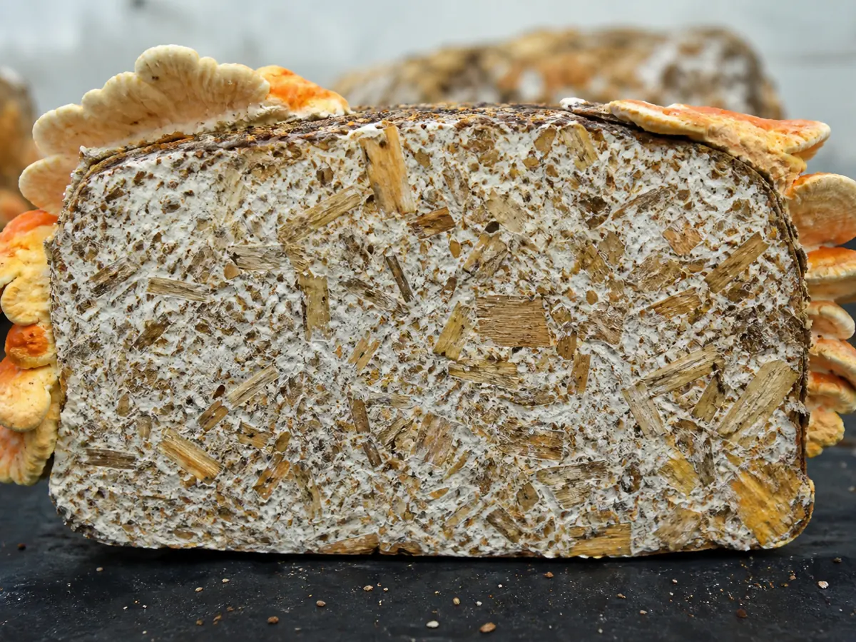 Cut synthetic Laetiporus sulphureus log with mixed hardwood particles