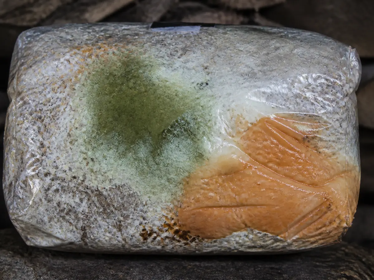 Sealed Laetiporus block with a green colony and a wet collapsed zone