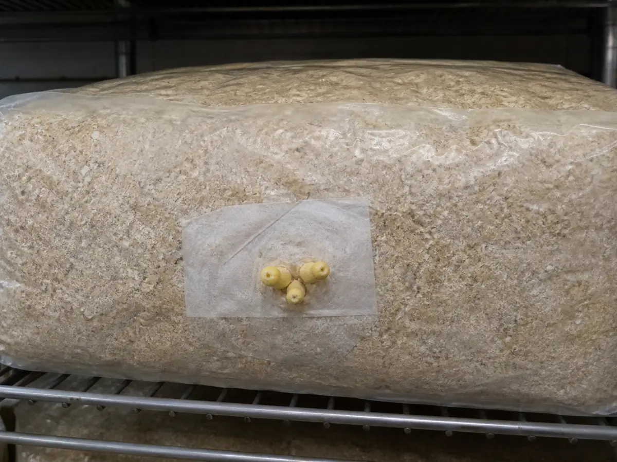 Whole induced Laetiporus block with localized yellow shelf primordia