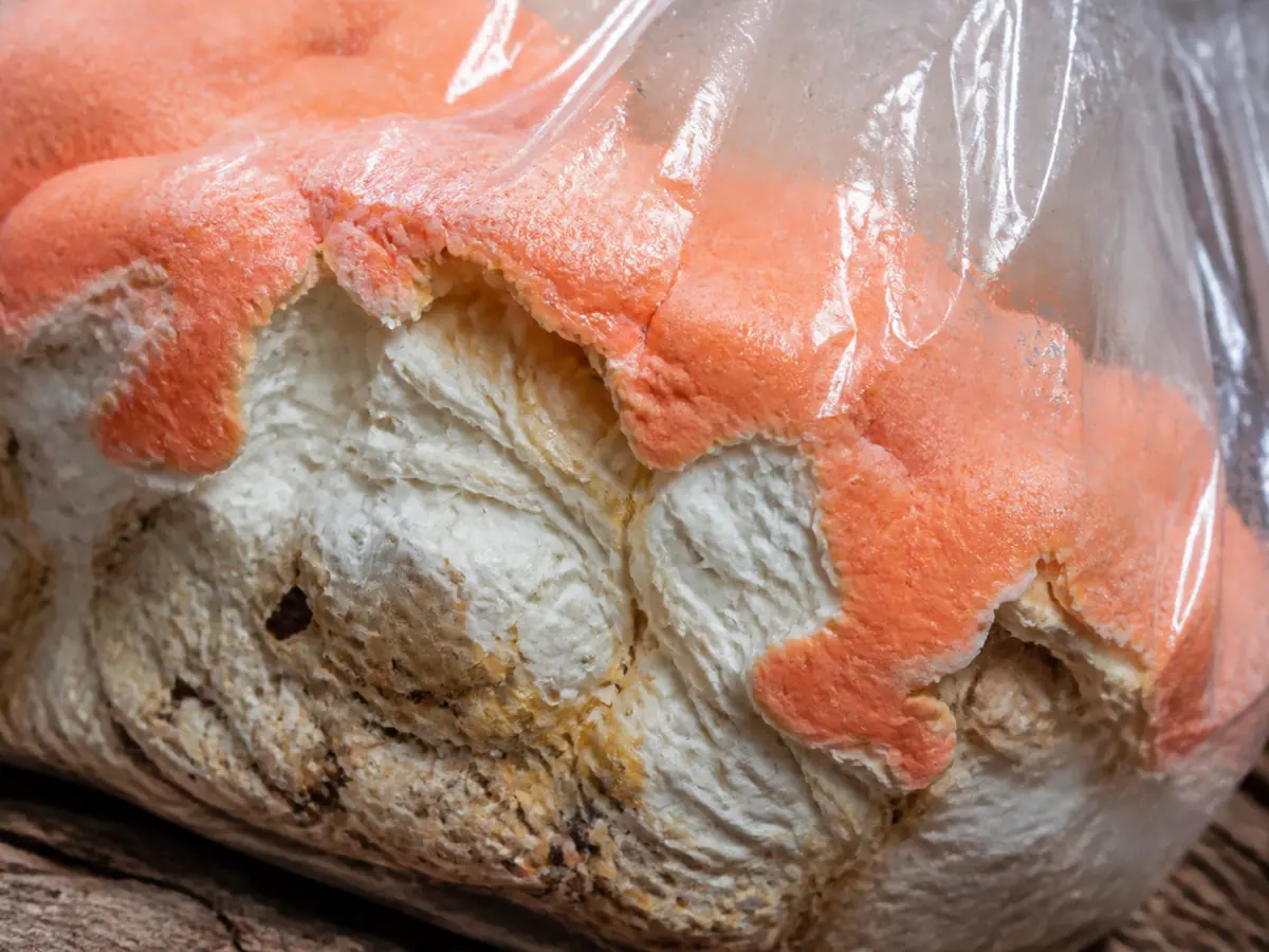 Orange-pink surface skin visible through a mature Laetiporus sulphureus bag
