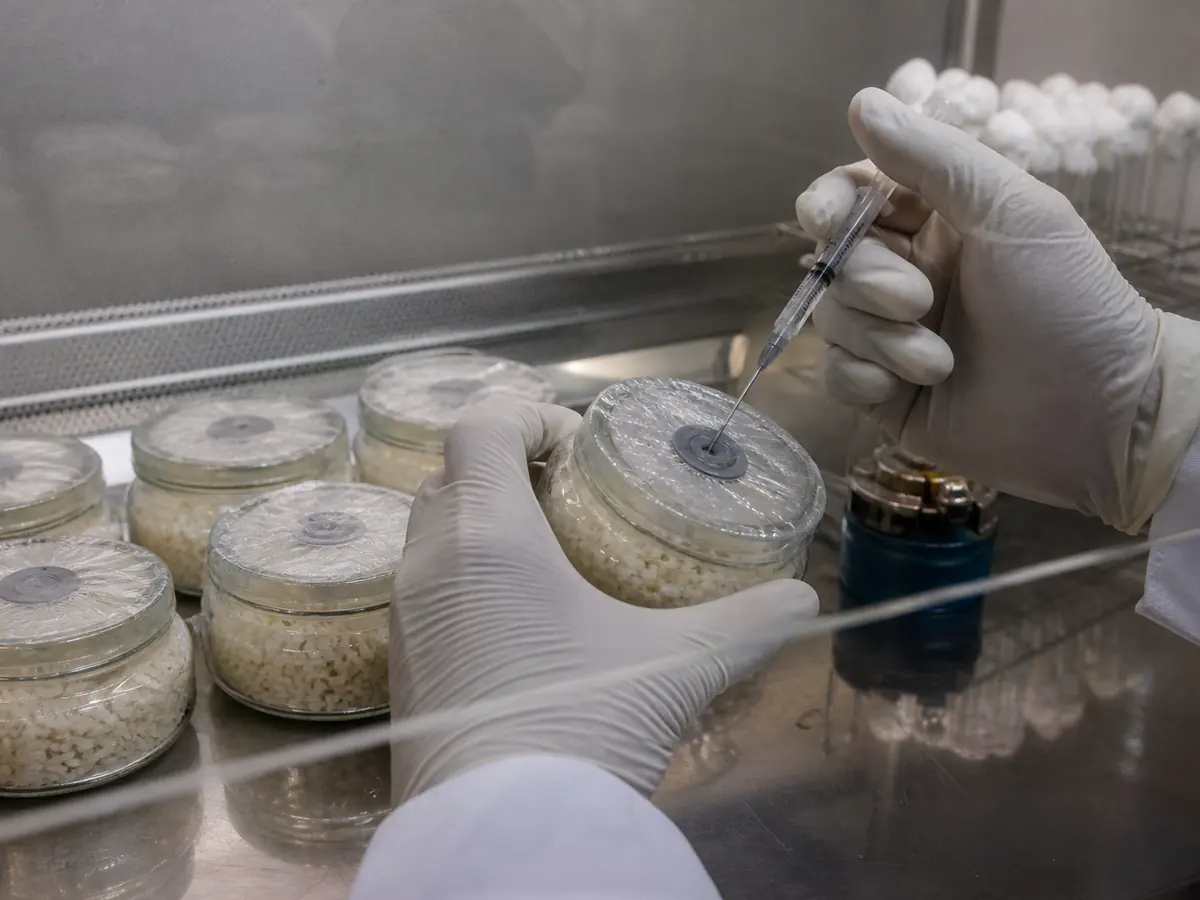Sterile inoculation of sealed shallow Cordyceps militaris rice jars