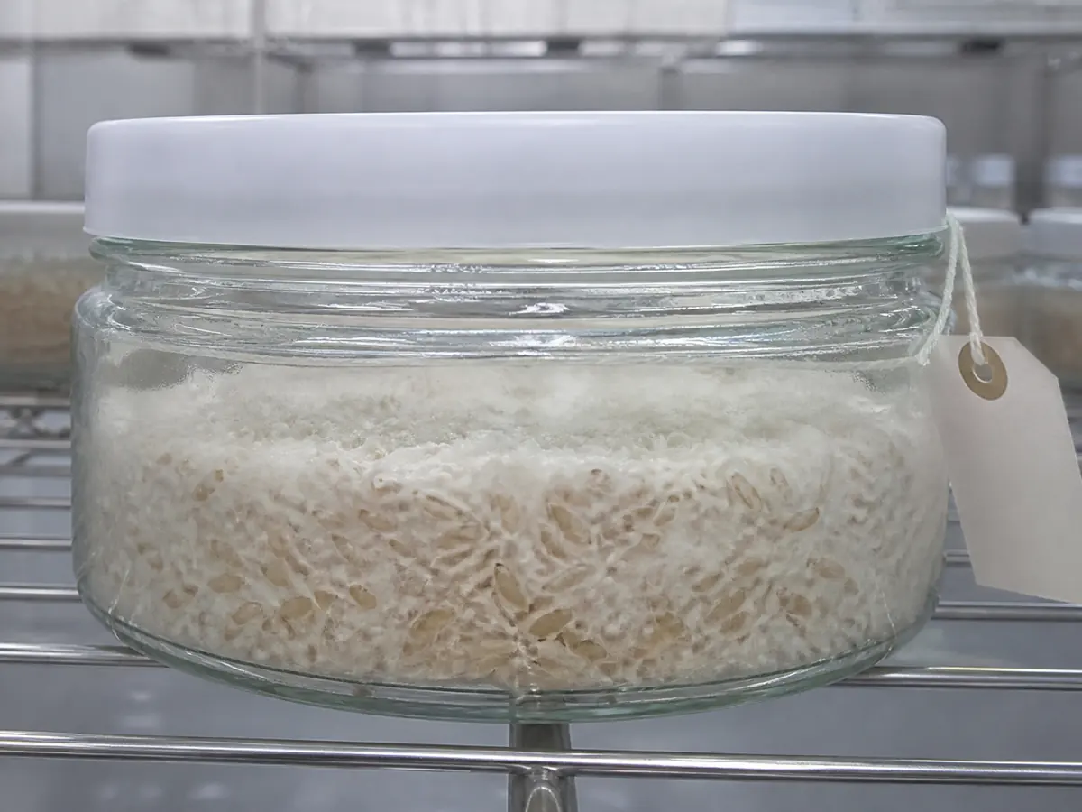 Fully white Cordyceps militaris rice jar at the end of dark colonization